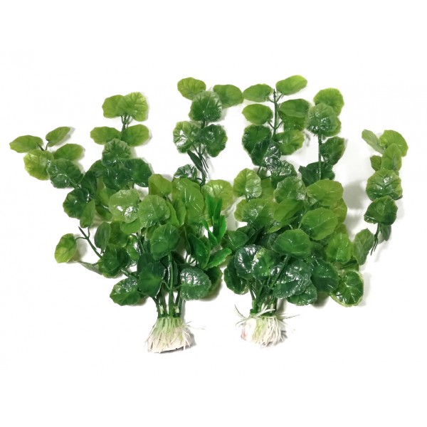 ΔΙΑΚΟΣΜΗΤΙΚΑ ΦΥΤΑ ΕΝΥΔΡΕΙΟΥ 2ΤΜΧ 8CM