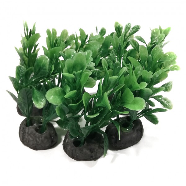 ΔΙΑΚΟΣΜΗΤΙΚΑ ΦΥΤΑ ΕΝΥΔΡΕΙΟΥ 6ΤΜΧ 6CM